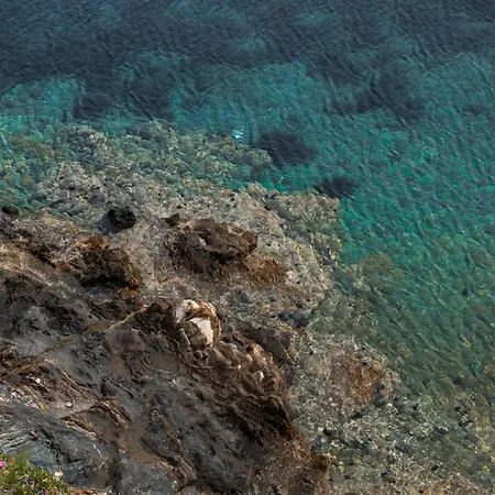 فيلة Chara أمولياني